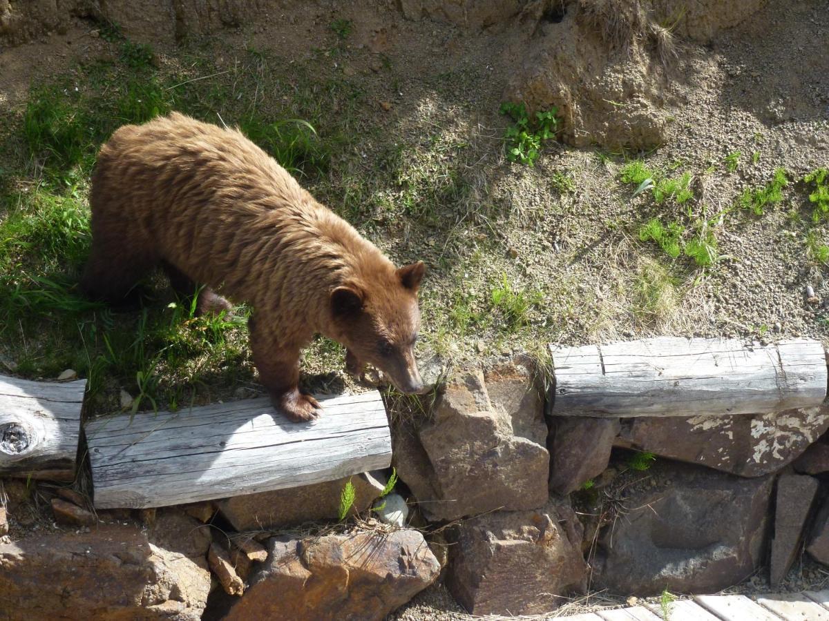 Little Black Bear Lodge/B&B Bridge Lake ภายนอก รูปภาพ