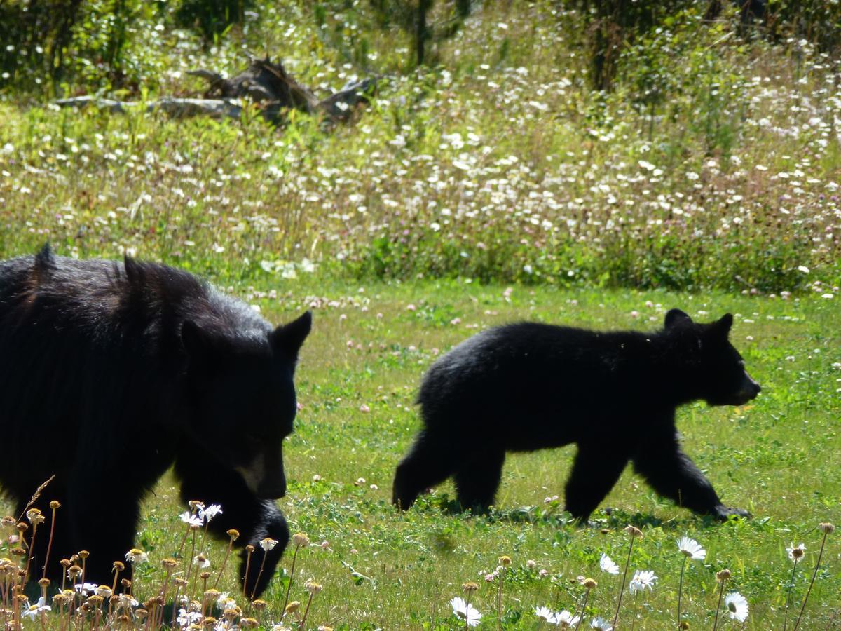 Little Black Bear Lodge/B&B Bridge Lake ภายนอก รูปภาพ