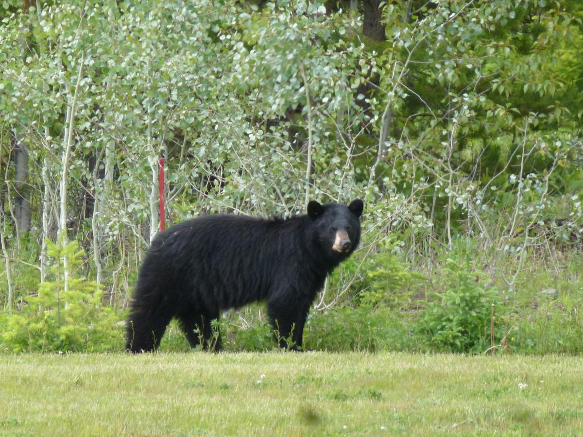 Little Black Bear Lodge/B&B Bridge Lake ภายนอก รูปภาพ