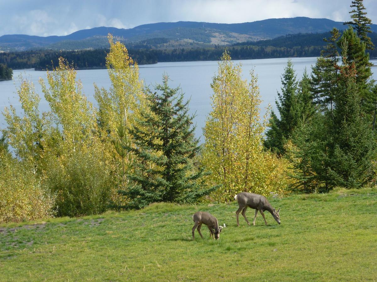 Little Black Bear Lodge/B&B Bridge Lake ภายนอก รูปภาพ
